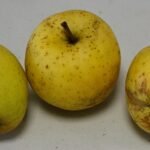 Pomme Bon p&egrave;re