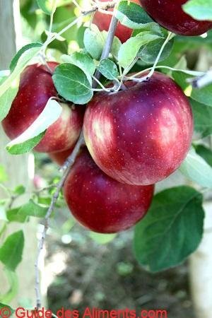 Pomme Cosmic Crisp