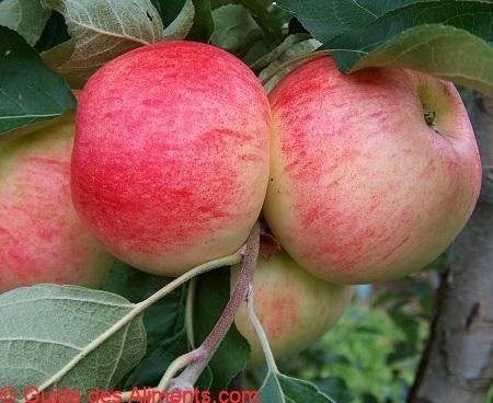 Pomme Delrouval