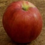 Pomme Esopus Spitzenburg