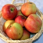 Pomme Geheimrat Doktor Oldenburg