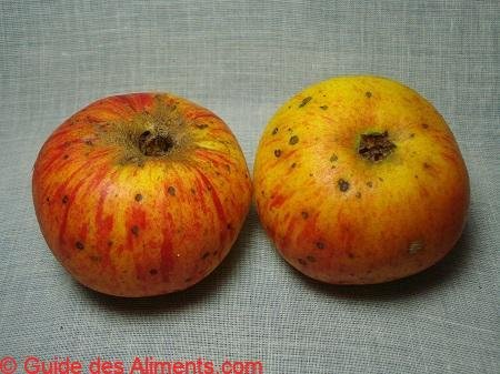 Pomme Jacques Lebel
