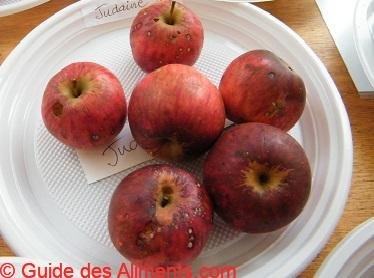 Pomme Judaine