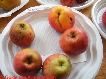 Pomme Judeline