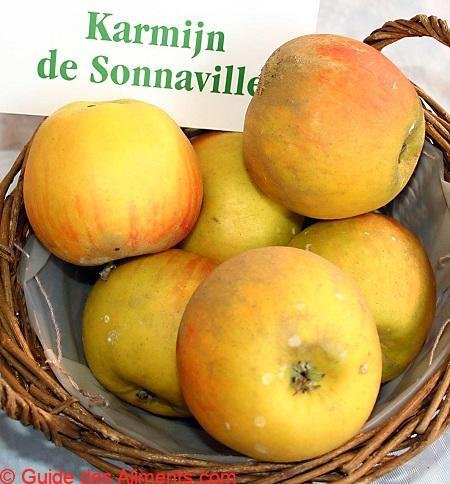 Pomme Karmijn de Sonnaville