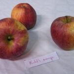 Pomme Kidd's Orange Red