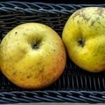 Pomme Korbiniansapfel
