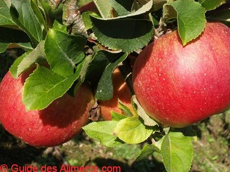 Pomme Lord Lambourne