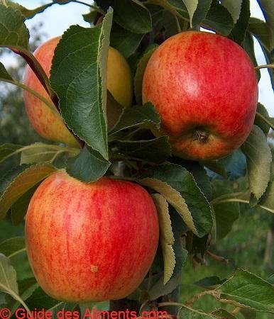Pomme Nela