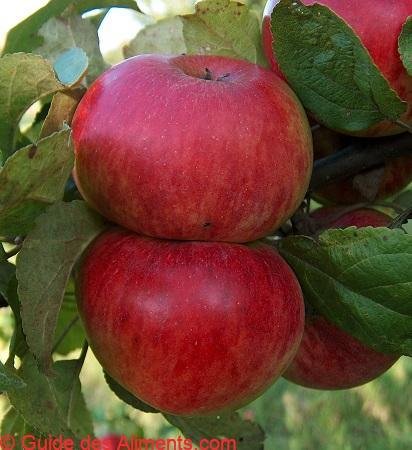 Pomme Prince Albert de Prusse