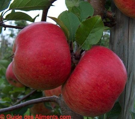 Pomme Red Topaz