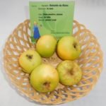 Pomme Reinette du Mans