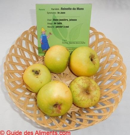 Pomme Reinette du Mans