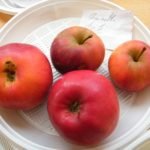 Pomme Reinette &eacute;toil&eacute;e