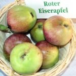 Pomme Roter Eiserapfel