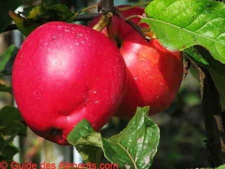 Pomme Saturn