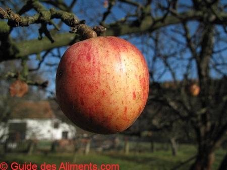 Pomme de Risoul