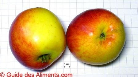 Pomme Rebella