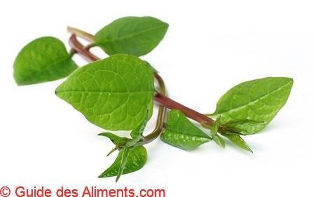 &eacute;pinard de malabar