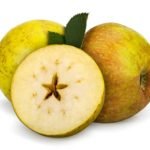 Pomme Reine des reinettes