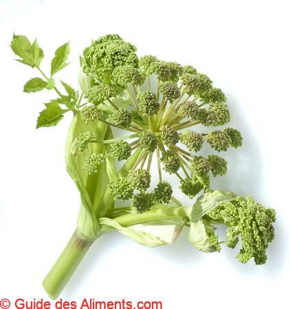 Angélique officinale