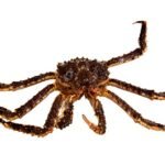 Crabe royal du Kamtchatka