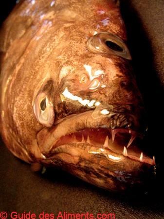 Fl&eacute;tan du Groenland