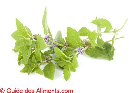 Menthe pouliot