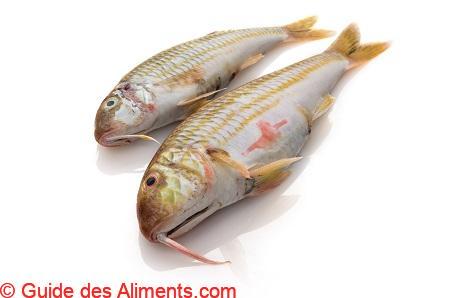 rouget-barbet de roche