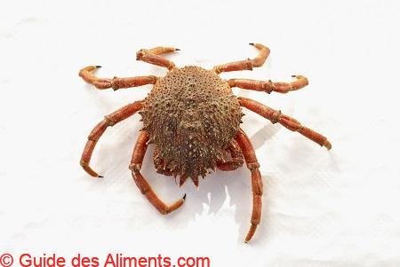 araign&eacute;e de mer