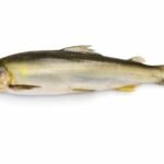 ayu (Plecoglossus altivelis)