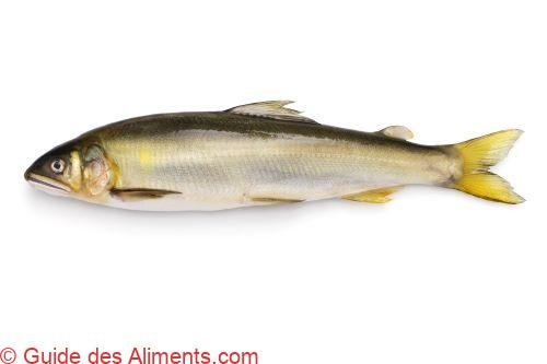ayu (Plecoglossus altivelis)