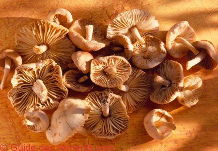 Marasme des Oréades