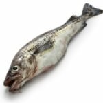 Colin d'Alaska (Theragra chalcogramma) ou Lieu d'Alaska, Goberge de l'Alaska (Canada)