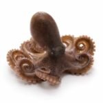 Iidako japonais (poulpe ocellé)