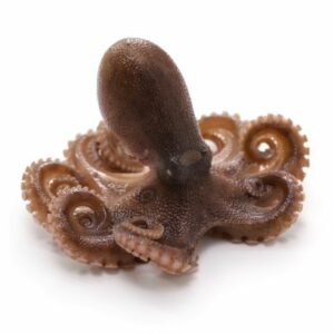 Iidako japonais (poulpe ocell&eacute;)