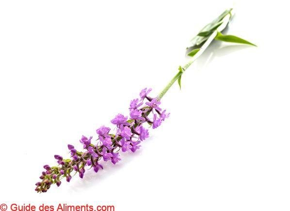 Orchis mascula