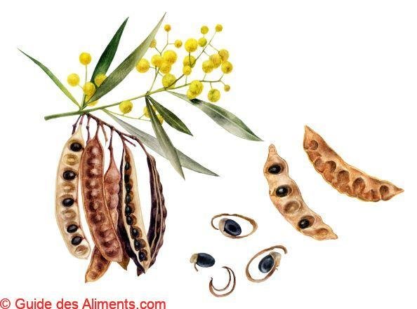 Graines d'acacia