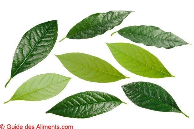 Feuilles d'avocat