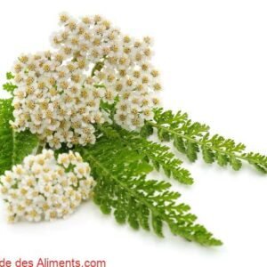 Achillea millefolium