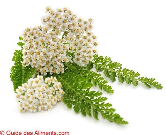 Achillea millefolium
