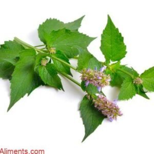 Agastache fenouil