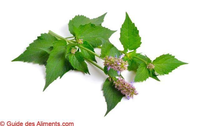 Agastache fenouil