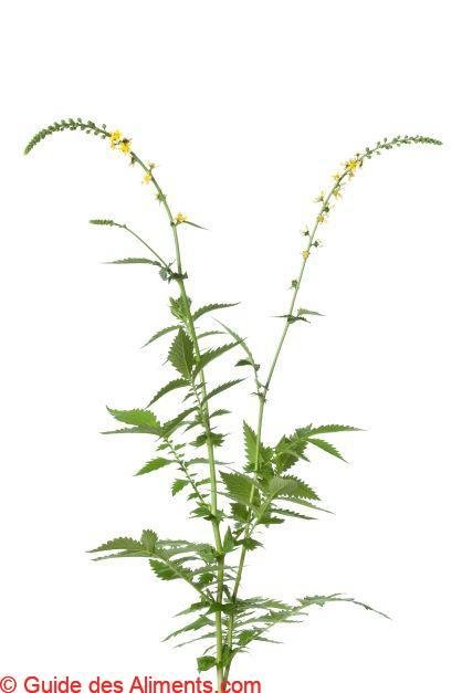 Aigremoine eupatoire