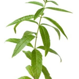 Aloysia citrodora