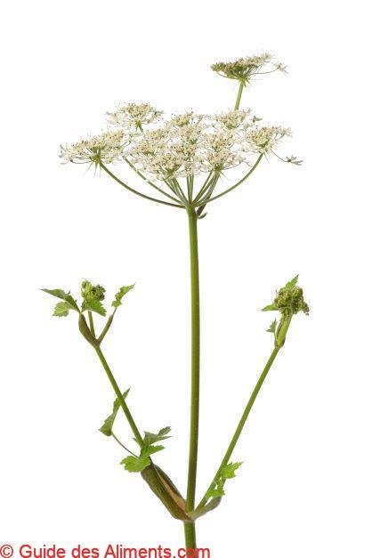 Angelica sylvestris