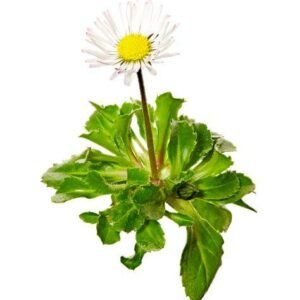Bellis perennis