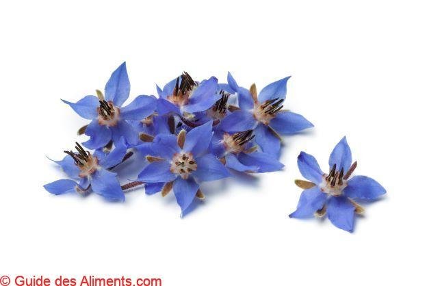 Bourrache officinale
