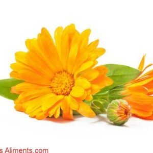 Calendula officinalis