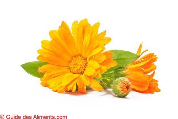 Calendula officinalis